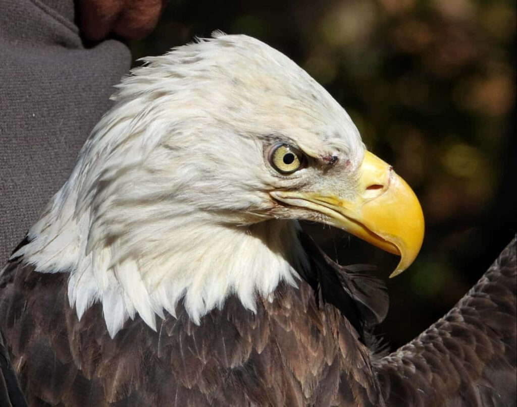Close-Up Bald Eagle Wallpaper: Intense Gaze & Vibrant Beak Design