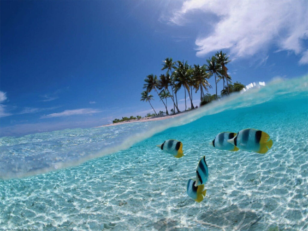 Bali Beach Wallpaper: Tropical Paradise with Turquoise Waters & Palms