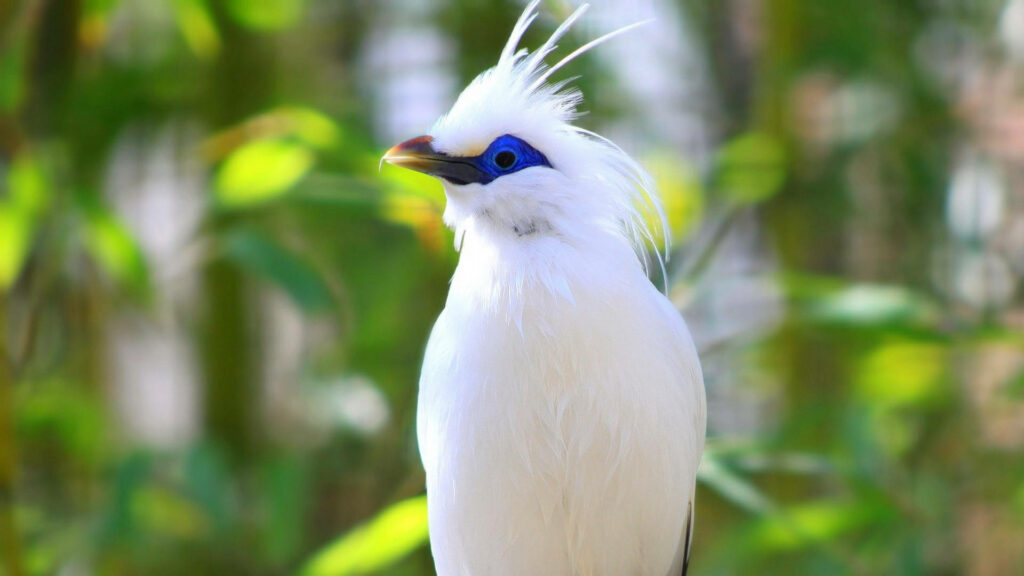 Bali Myna HD Wallpaper: Elegant Bird on Lush Green Background