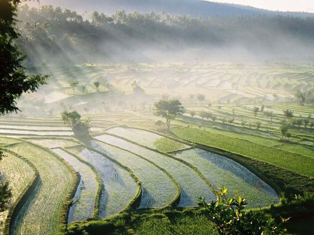 Serene Bali Rice Fields Wallpaper: Morning Light & Misty Beauty