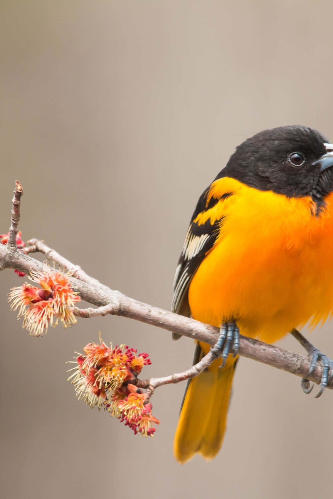 Stunning Baltimore Oriole Perched on Silver Maple Tree Wallpaper