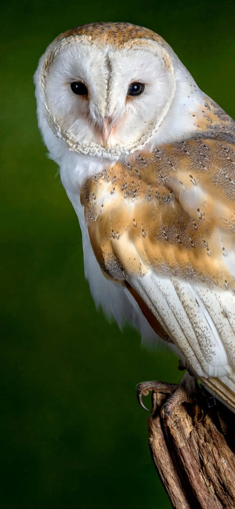 Stunning Barn Owl Wallpaper: Intricate Feathers & Captivating Gaze