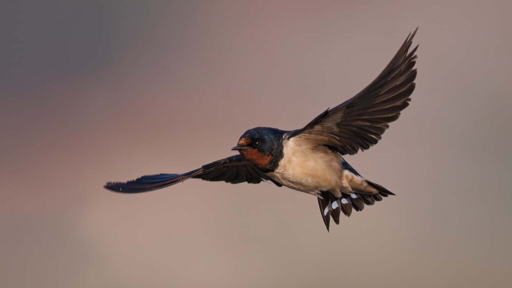 Stunning Barn Swallow in Flight - Vibrant Wallpaper Background