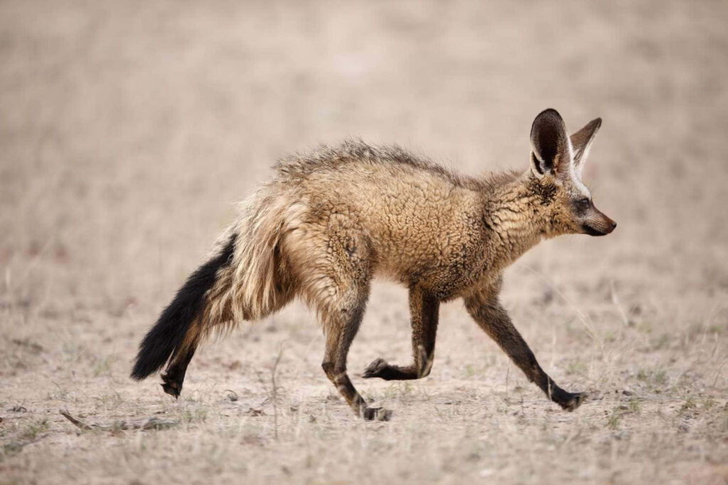 Small Bat-Eared Fox Walking in Dry Field with Large Ears & Bushy Tail Wallpaper