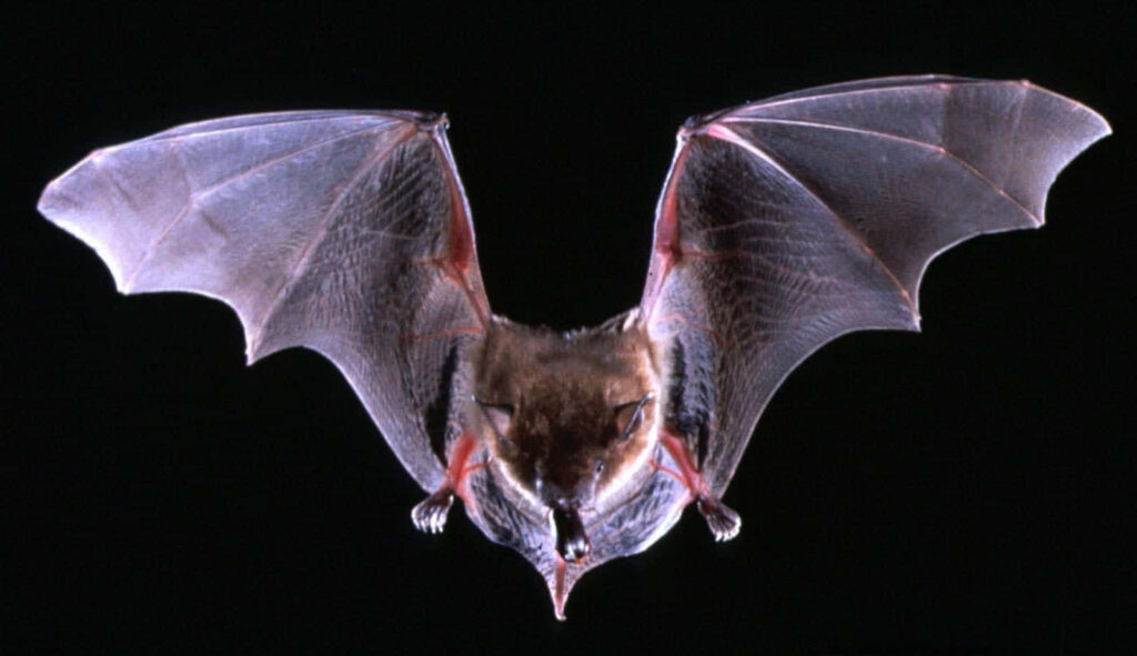 Stunning Bat Wallpaper: Mid-Flight with Wings Spread on Black Background