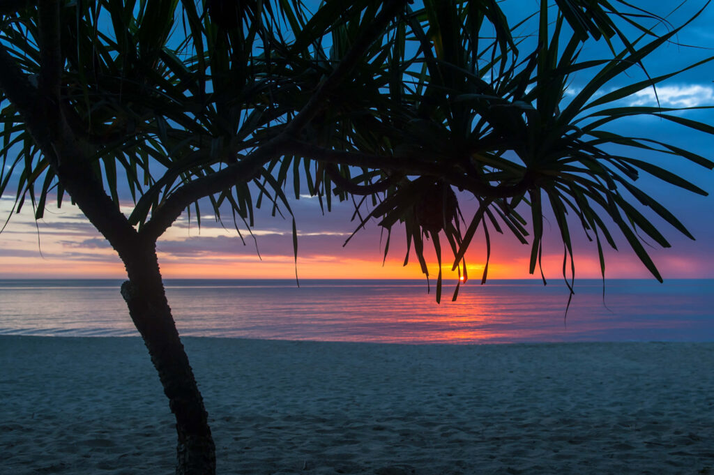 Stunning Beach Sunset: Silhouetted Tree & Vibrant Summer Sky Wallpaper