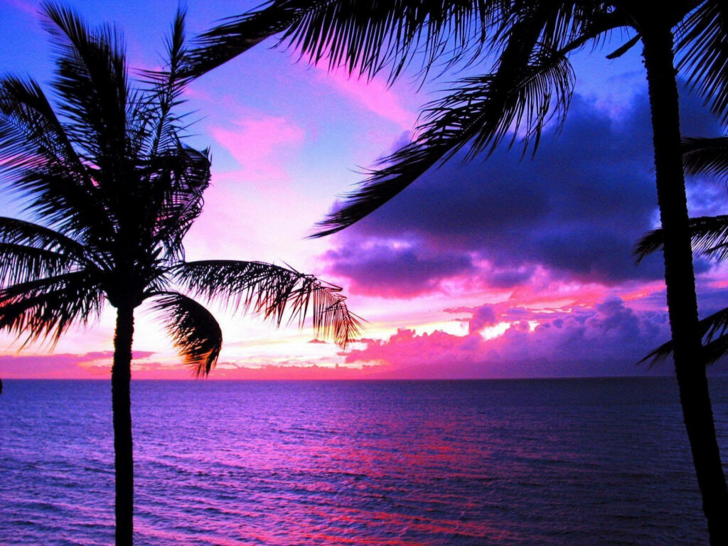 Vibrant Sunset Beach Wallpaper with Silhouetted Palm Trees
