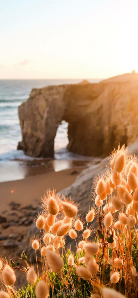 Breathtaking iPhone 12 Pro Snap Capturing Majestic Coastal Rock Formations with Delicate Foreground Flower Blooms Wallpaper