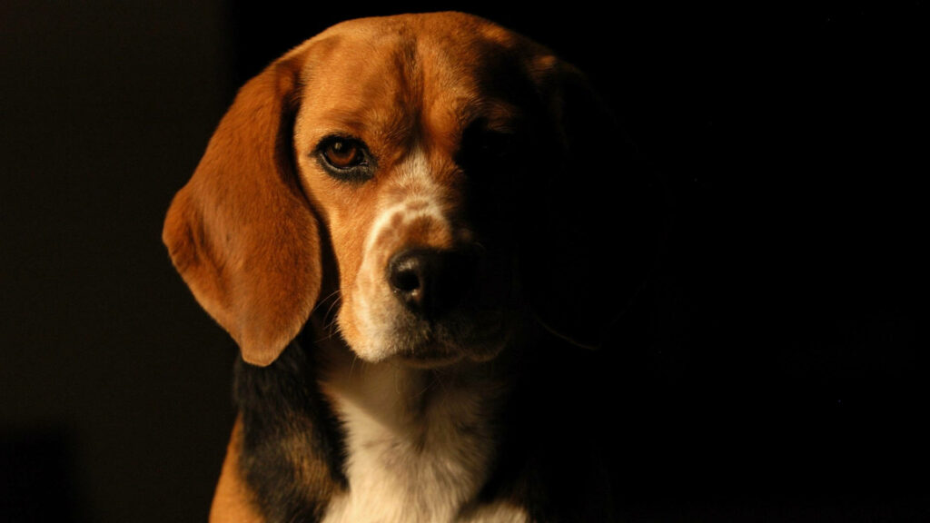 Beagle Half-Silhouette Wallpaper: Dramatic Soft Lighting Background