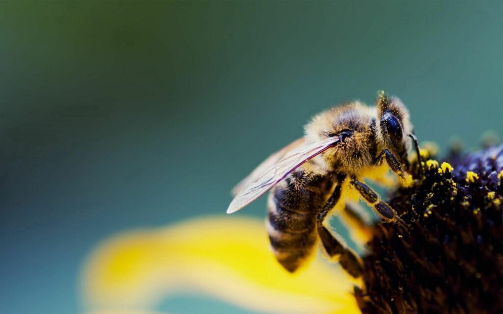 Vibrant Flower Wallpaper: Bee Pollination Close-Up Background