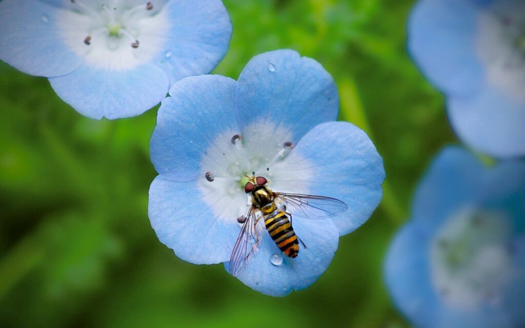 Vibrant Bee on Blue Flower: Nature's Beauty Wallpaper Background