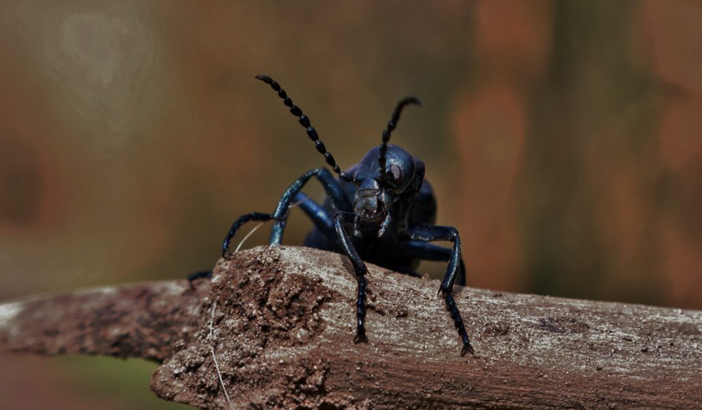 Shiny Beetle Close-Up on Branch: Unique Antennae & Mustache Wallpaper