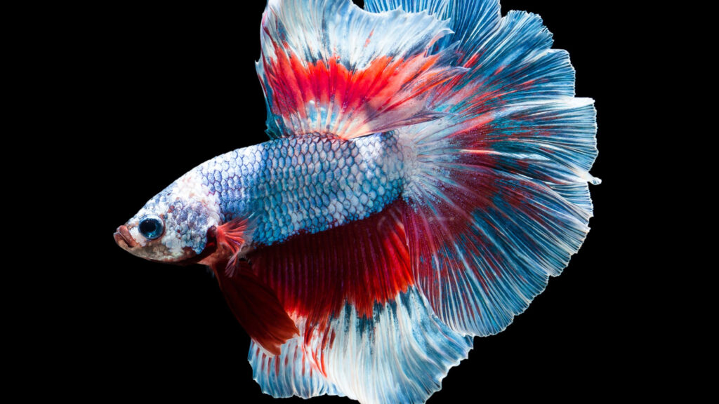 Stunning Betta Fish Wallpaper: Vibrant Colors & Flowing Fins