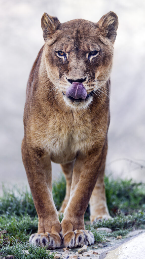 Powerful Big Cat Wallpaper: Intense Gaze in Natural Setting