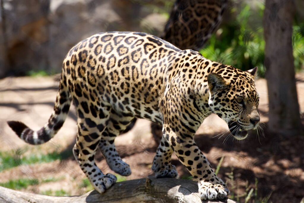 Stunning Big Cat Wallpaper: Powerful Predator in 3240x2160 Background