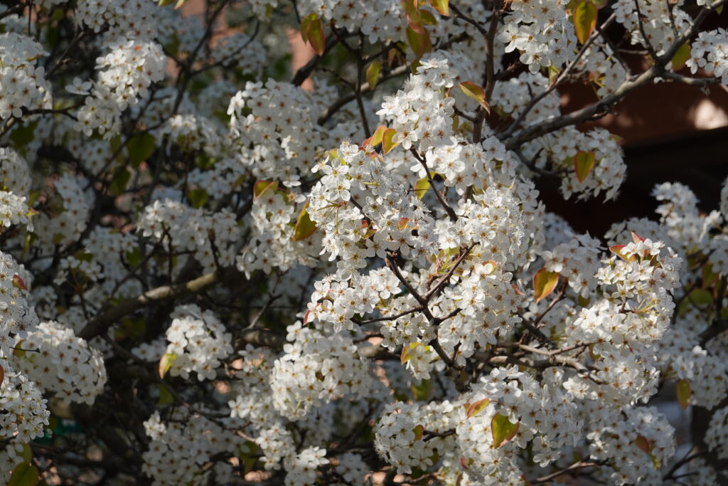 Vibrant Bird Cherry Blossom Wallpaper - Lush White Flowers Background