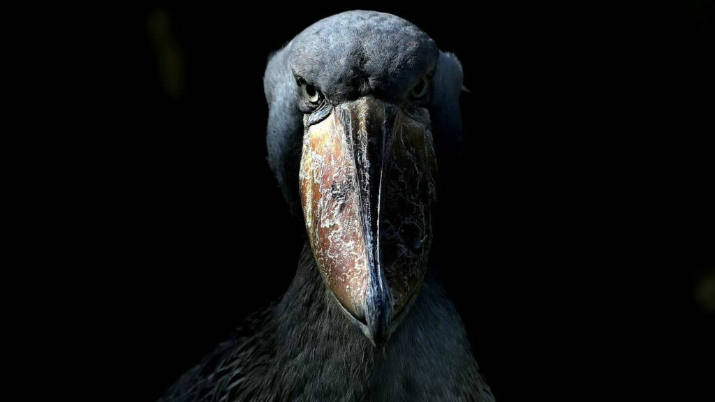 Intense Bird Close-Up Wallpaper: Striking Feathers & Piercing Eyes
