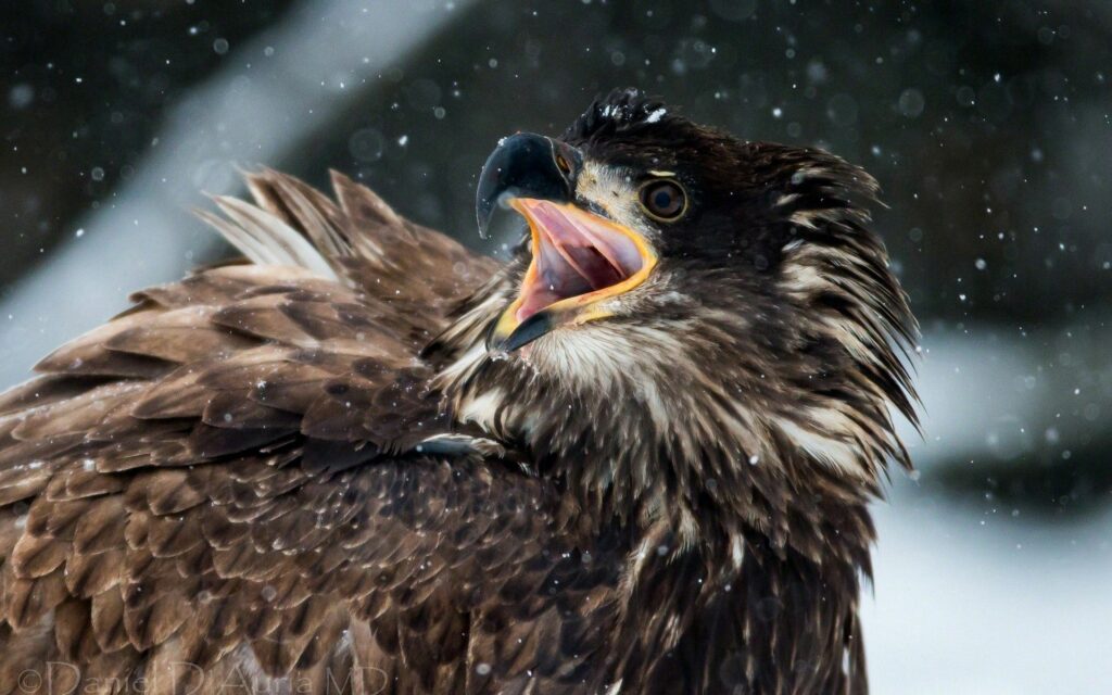 Close-Up Bird Wallpaper: Striking Feathers & Snowfall Drama