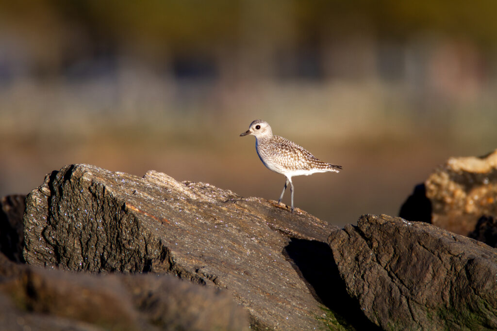 Stunning Bird Wallpaper: Nature's Beauty on Rugged Stones