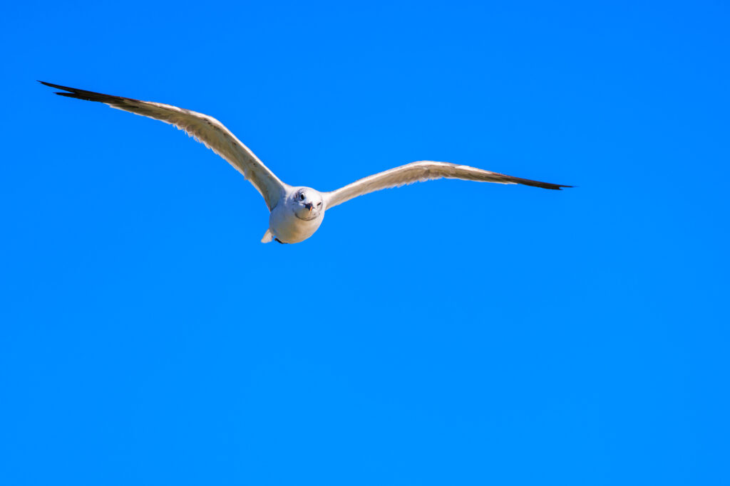 Elegant Bird in Flight Wallpaper on Vivid Blue Sky Background