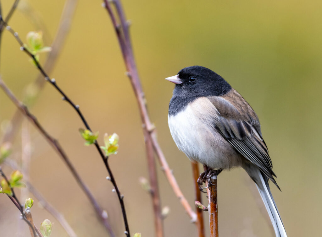 Serene Wallpaper: Small Bird on Branch with Brown and White Plumage