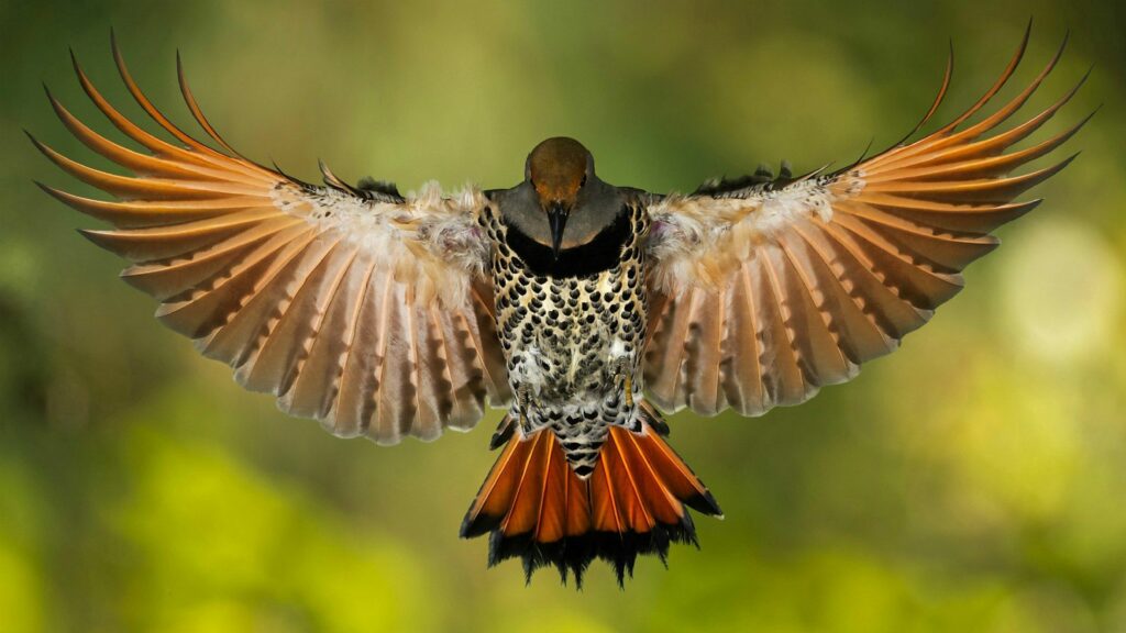 Mid-Flight Bird Wallpaper: Stunning 1920x1080 Nature Background