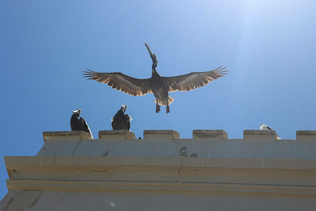 Birds Taking Flight from Rooftop: Stunning Nature Wallpaper