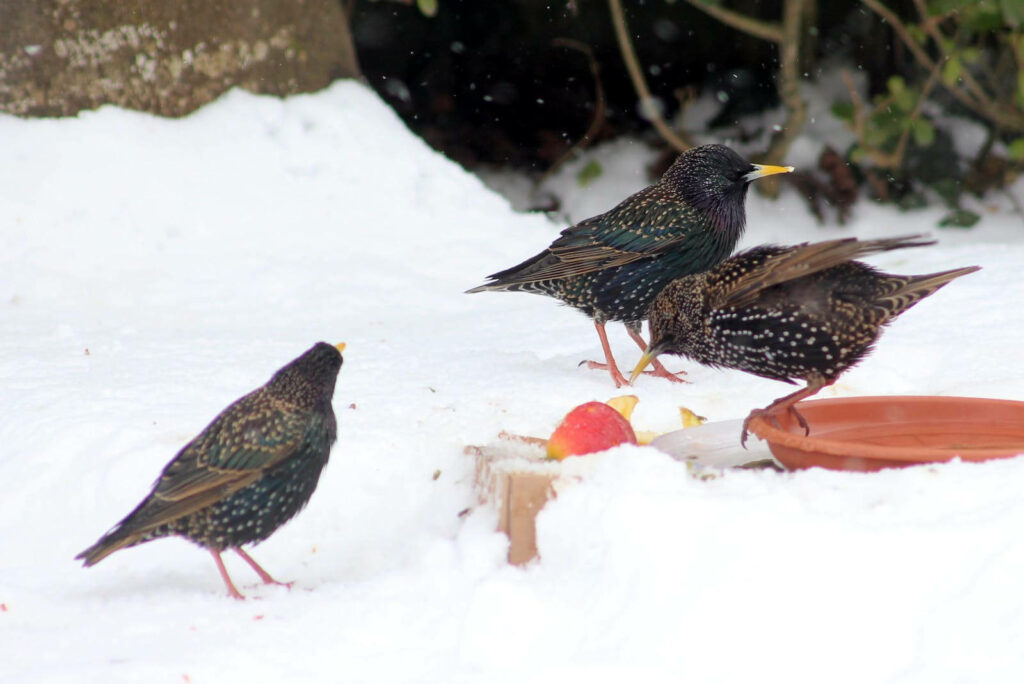 Elegant Birds on Snow: Serene Winter Wallpaper with Apple Accent