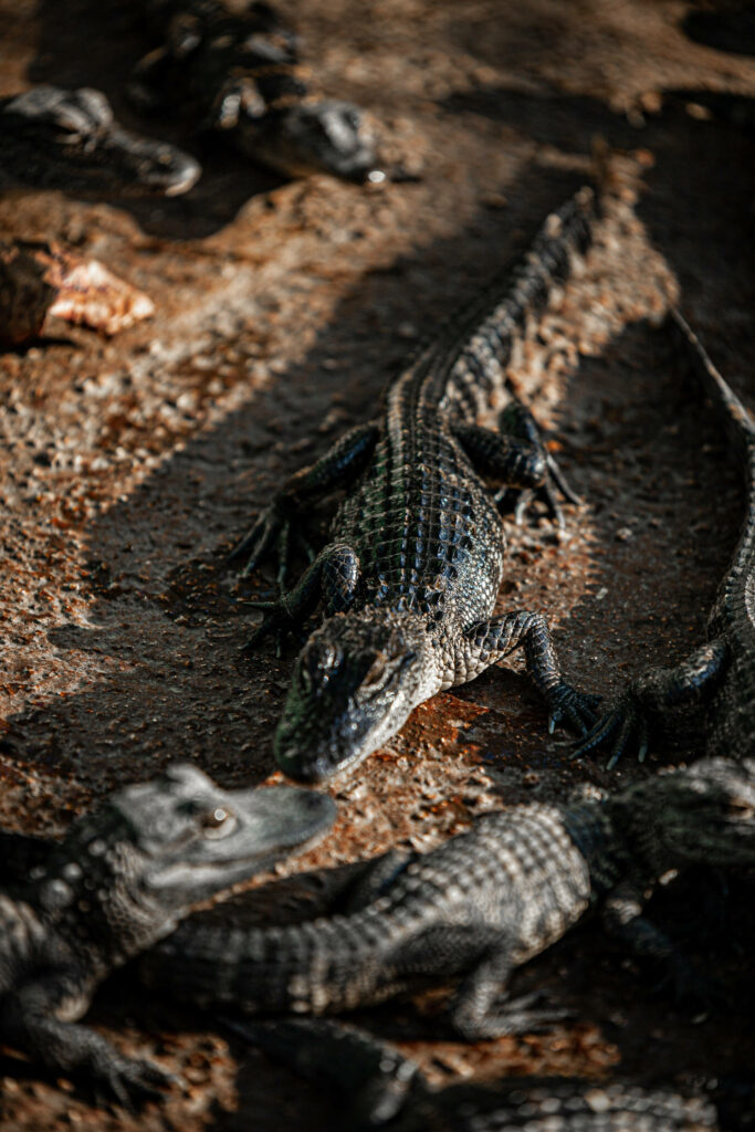 Stunning Black Alligators Wallpaper: Rugged Wildlife Background