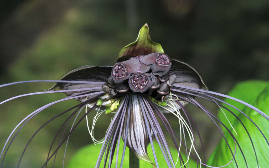 Stunning Black Bat Flower Wallpaper - Tacca chantrieri on Green
