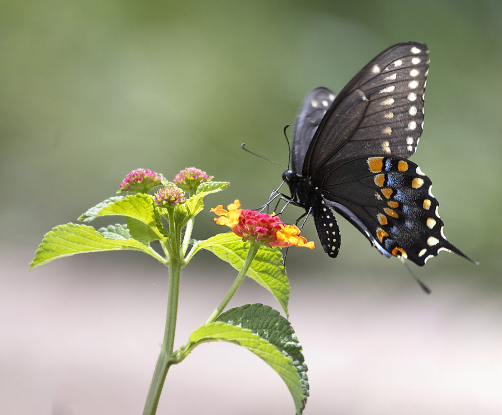 Stunning Black Butterfly with Orange & Blue Patterns on Flower Wallpaper