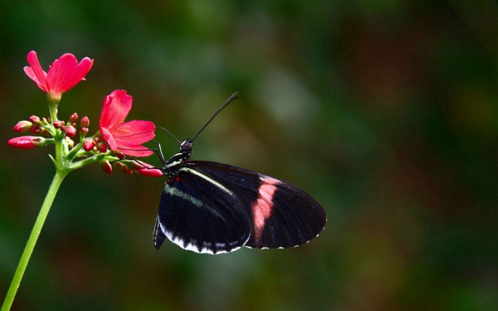 Stunning Wallpaper of Black Butterfly on Red Flower with Green Blur