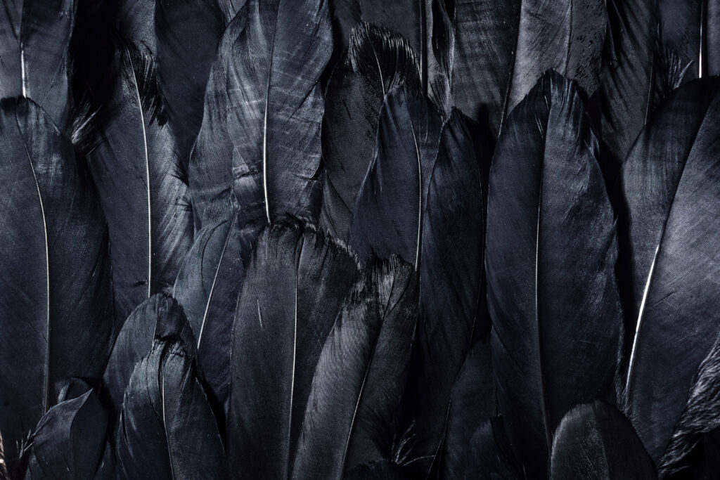 Intricate Black Feathers Wallpaper: Elegant Dim Lighting Background