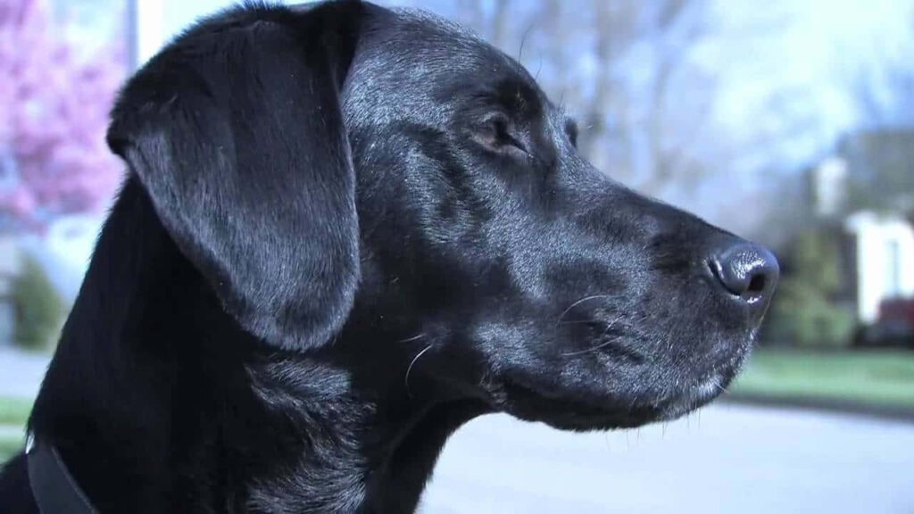 Stunning Black Labrador Wallpaper: Sunlit Serenity & Sleek Coat