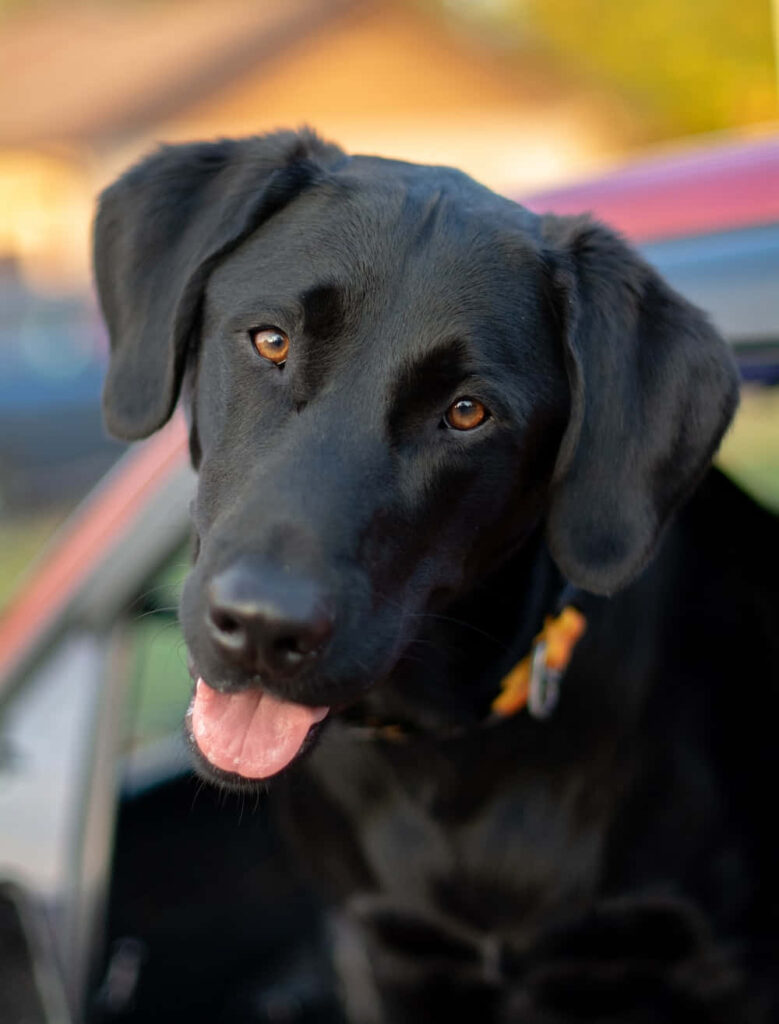 Joyful Black Labrador Retrievers in Car Window | Sunny Wallpaper