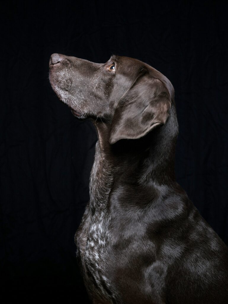 Elegant Black Labrador Portrait Wallpaper for Pet Lovers