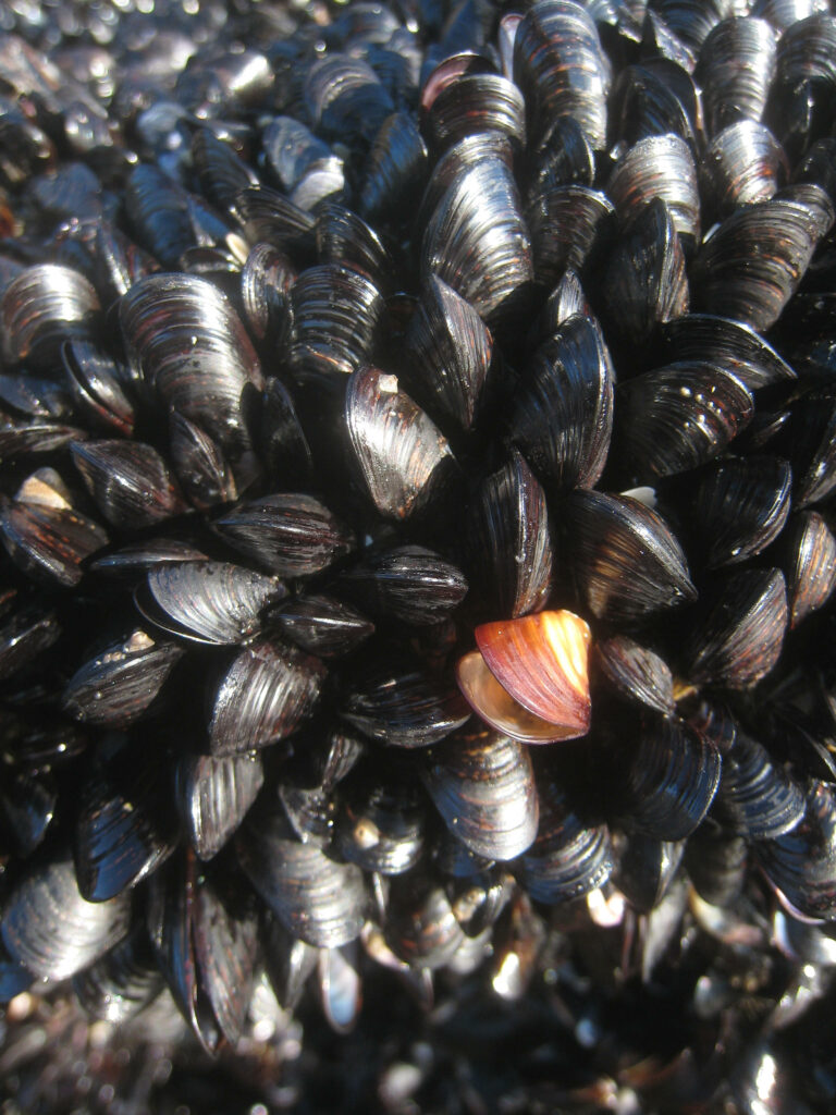 Stunning Black Mussels Wallpaper with Orange Contrast - Nature's Texture