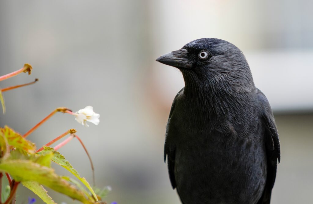 High-Res Black Raven Wallpaper: Striking Feathers & Floral Backdrop