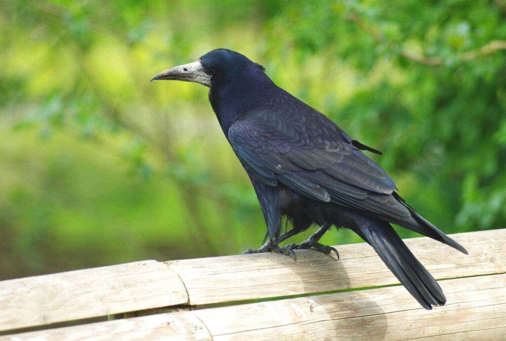 Graceful Black Rook Bird on Wooden Fence Against Lush Greenery Wallpaper