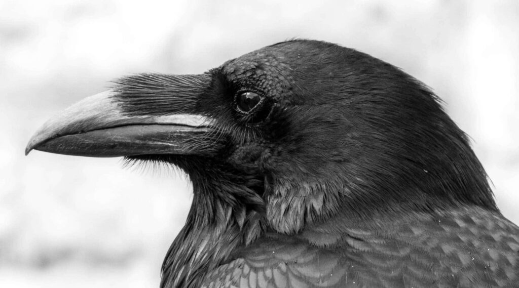 Stunning Black Rook Portrait - Glossy Feathers in Monochrome Background Wallpaper