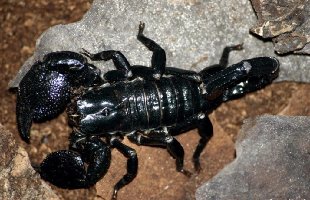 Stunning Giant Black Scorpion Wallpaper on Rocky Background