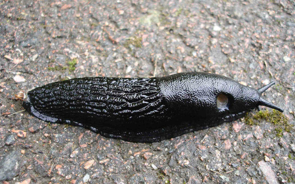 Stunning Black Slug Wallpaper: Glossy Texture on Natural Background