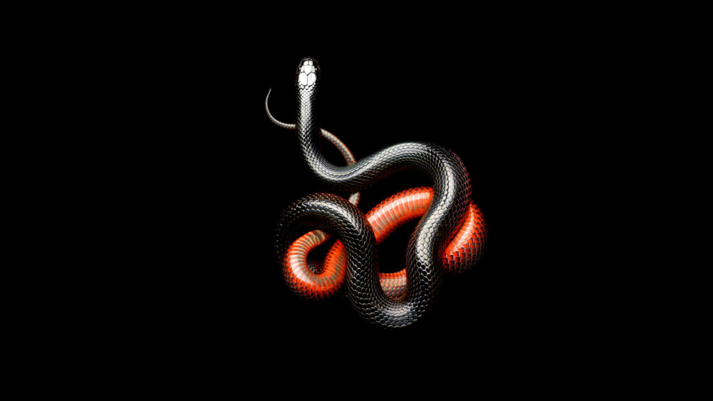 Coiled Snake Wallpaper: Vibrant Red Patterns on Black Background