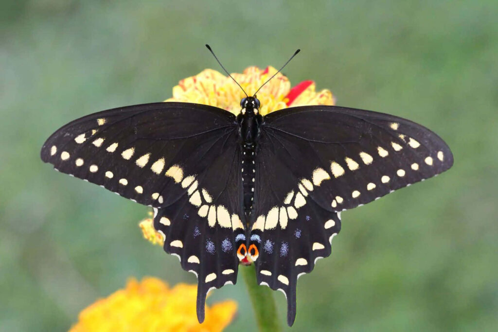 Elegant Black Swallowtail Butterfly Wallpaper on Vibrant Flower