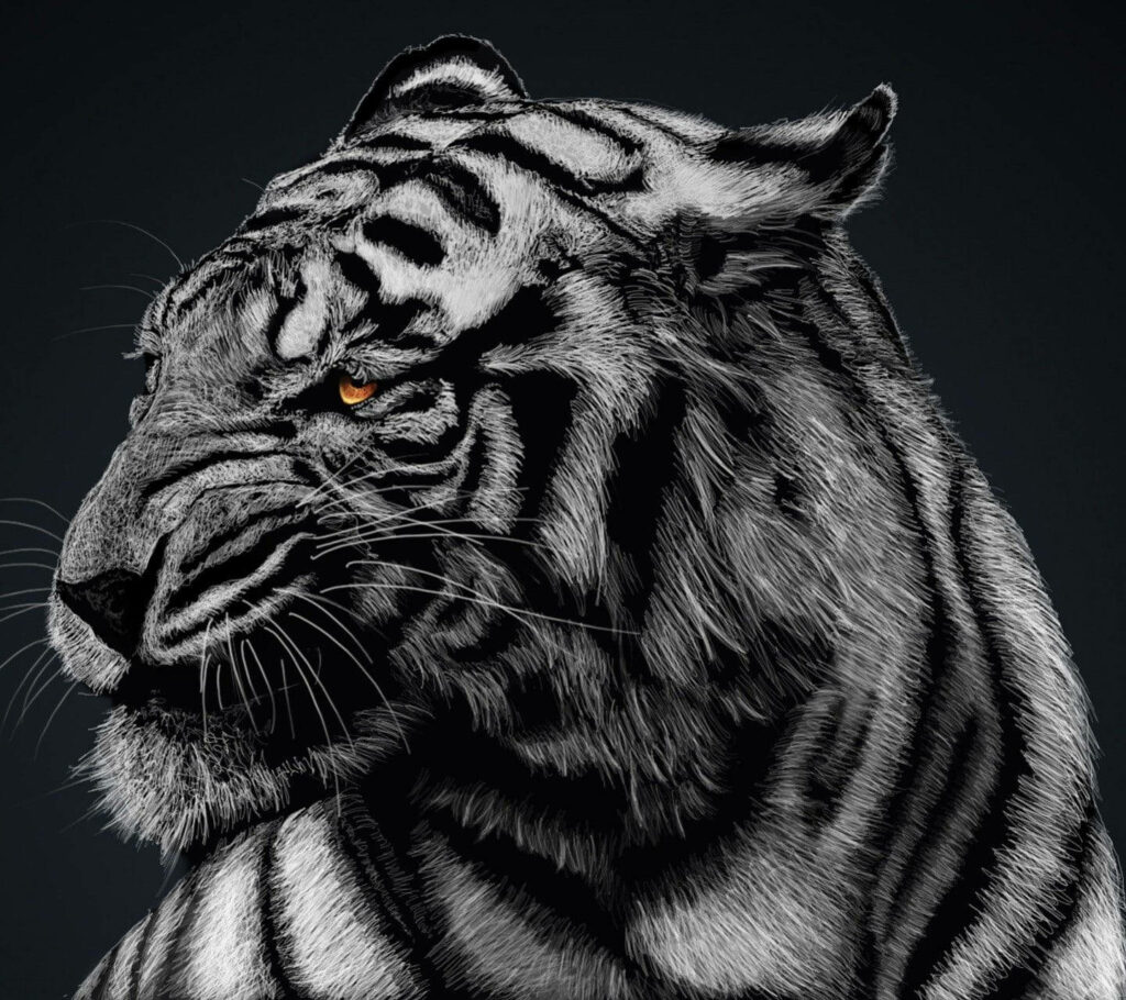 Majestic Black Tiger Wallpaper: Intense Gaze & Intricate Striping