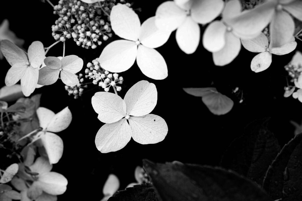 Elegant Black and White Floral Wallpaper: Stunning Monochrome Design