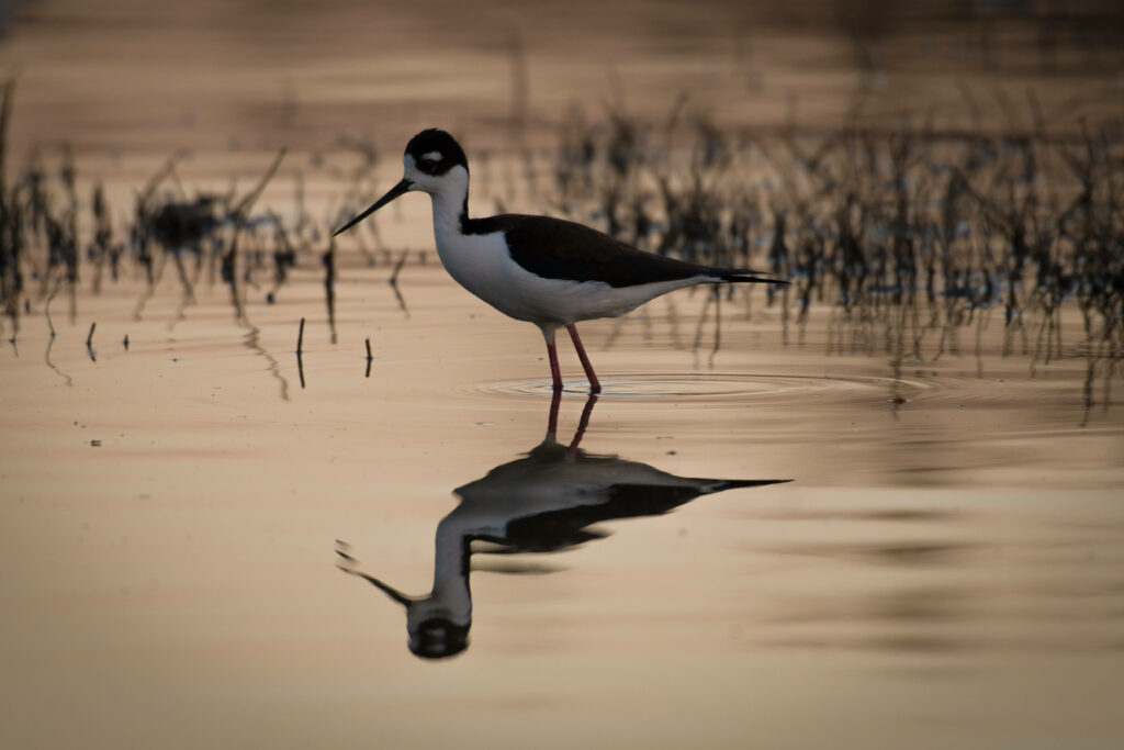 Serene Black-Winged Stilt Reflection Wallpaper for Tranquil Background