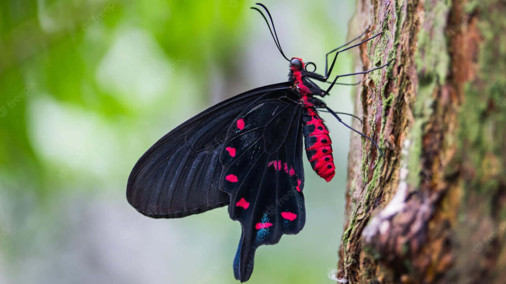 Stunning Black and Red Butterfly on Tree Trunk - Wallpaper Background