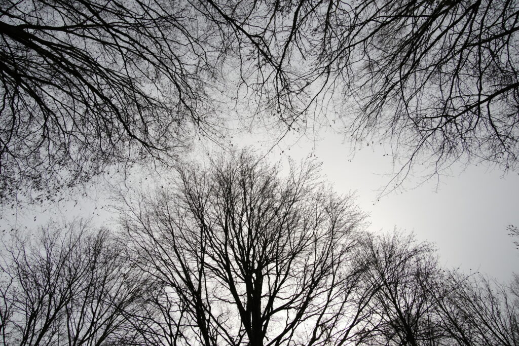 Elegant Black and White Wallpaper of Intricate Tree Canopy Design