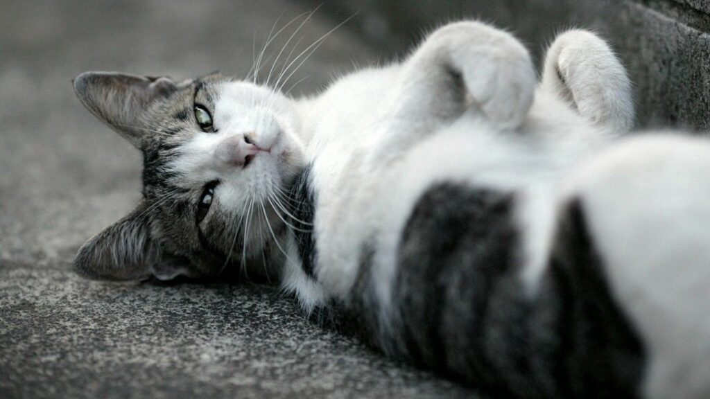 Black and White Cat Wallpaper: Expressive Muzzle Focused on Viewer